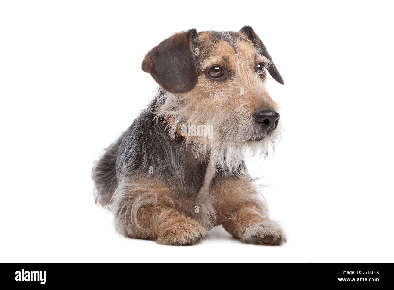 mixed breed dog in front of a white background Stock Photo - Alamy
