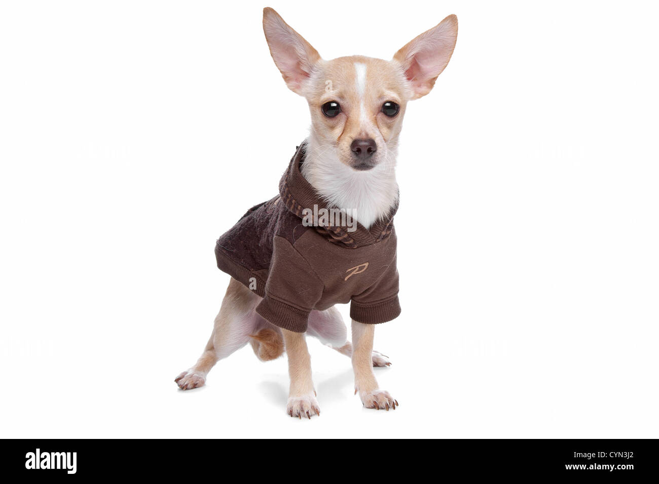 https://c8.alamy.com/comp/CYN3J2/chihuahua-dog-in-front-of-a-white-background-CYN3J2.jpg