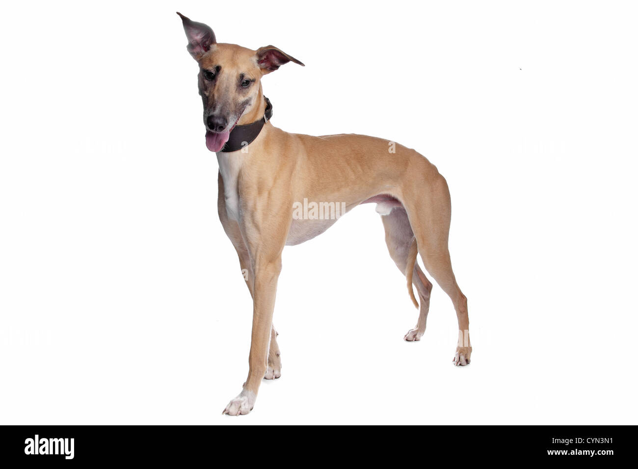 Greyhound, Whippet, Galgo dog in front of a white background Stock Photo