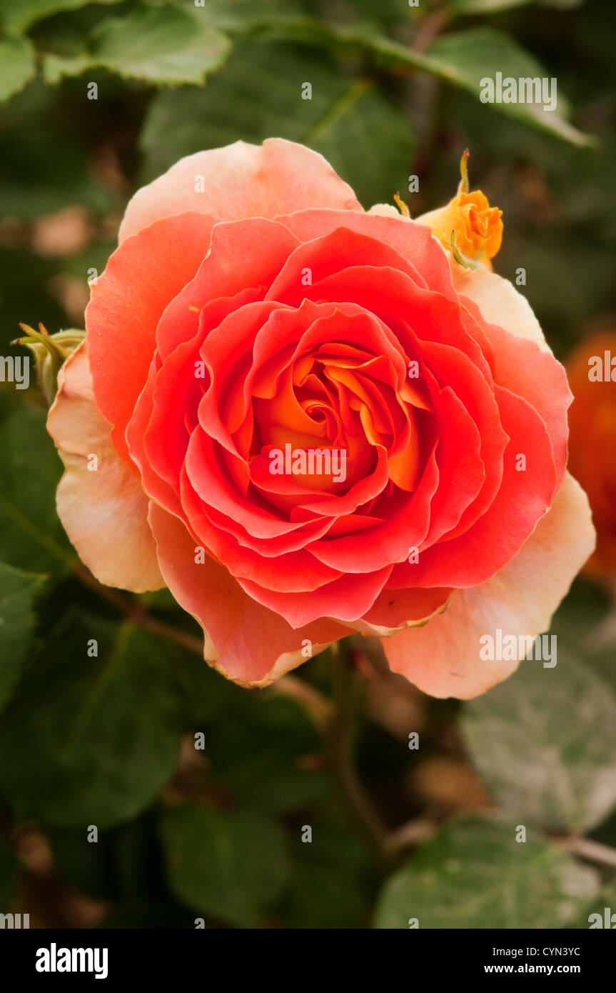 Brass Band Rose bush in bloom Stock Photo Alamy