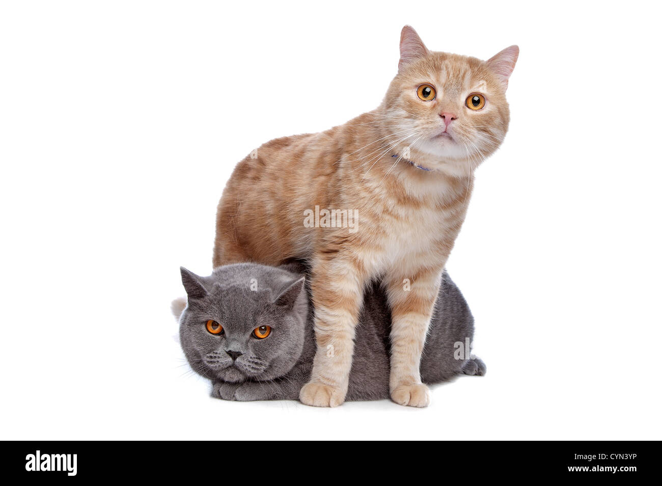 Blue British Shorthair And A Red Maine Coon Cat In Front Of A