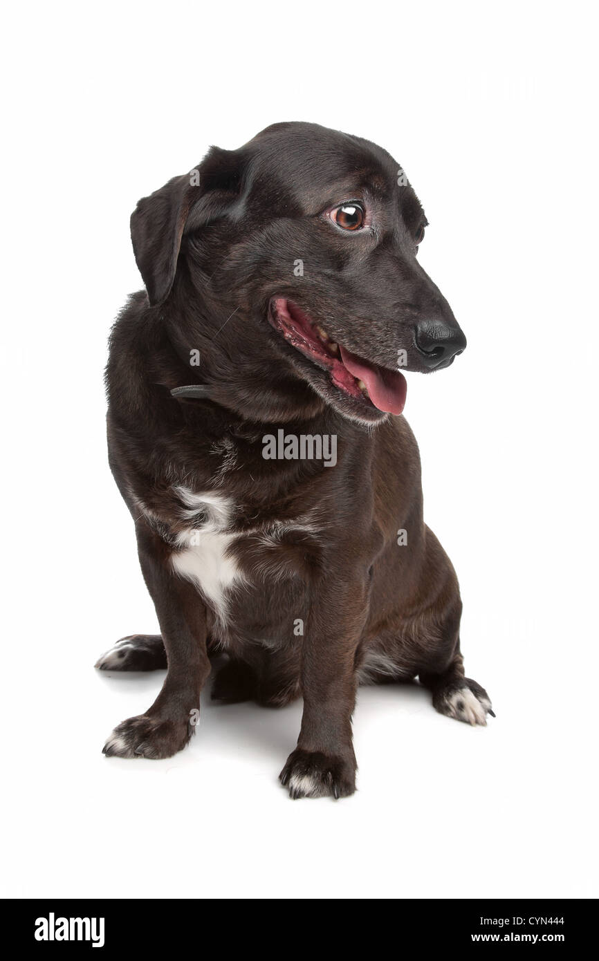 mixed breed dog in front of a white background Stock Photo Alamy