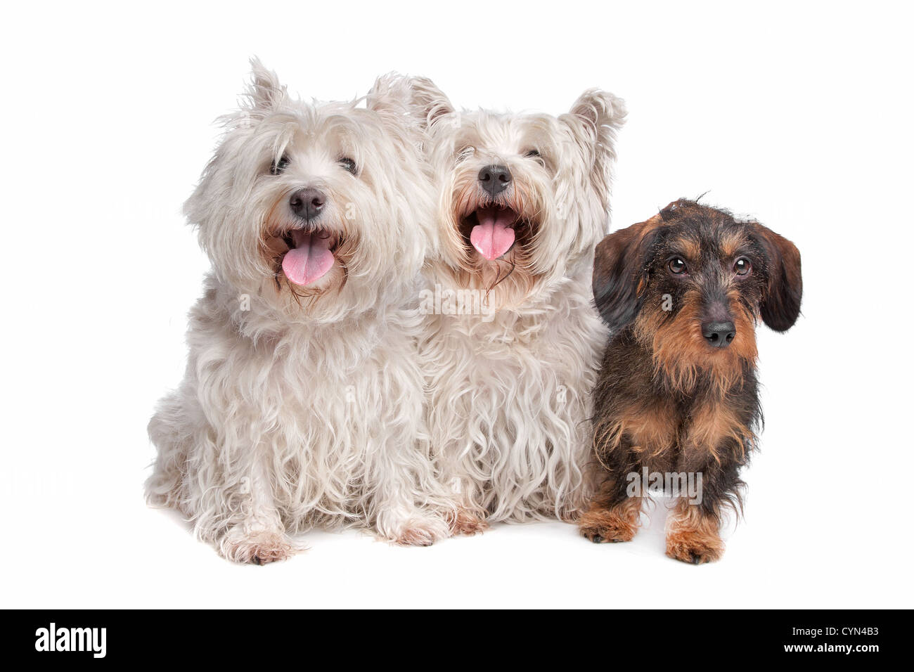 two west highland white terrier and a wire haired dachshund in front of a white background Stock Photo