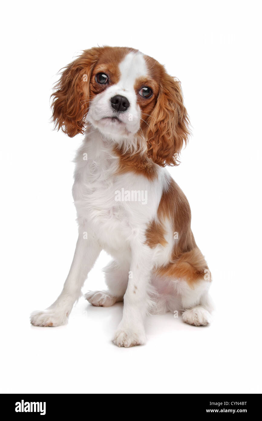 Cavalier King Charles Spaniel in front of a white background Stock ...