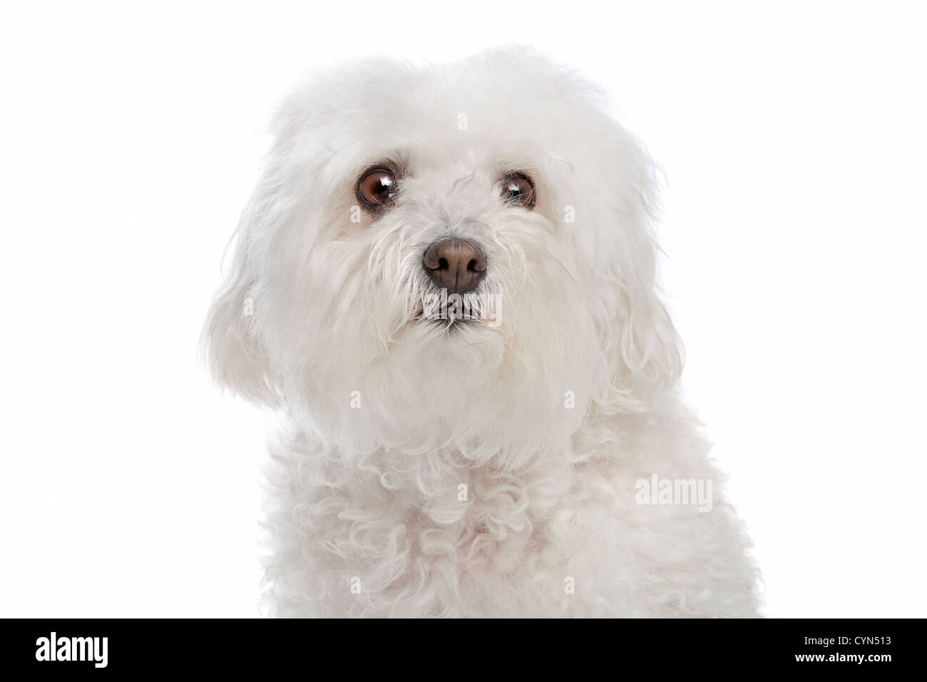 Bolognese dog in front of a white background Stock Photo Alamy