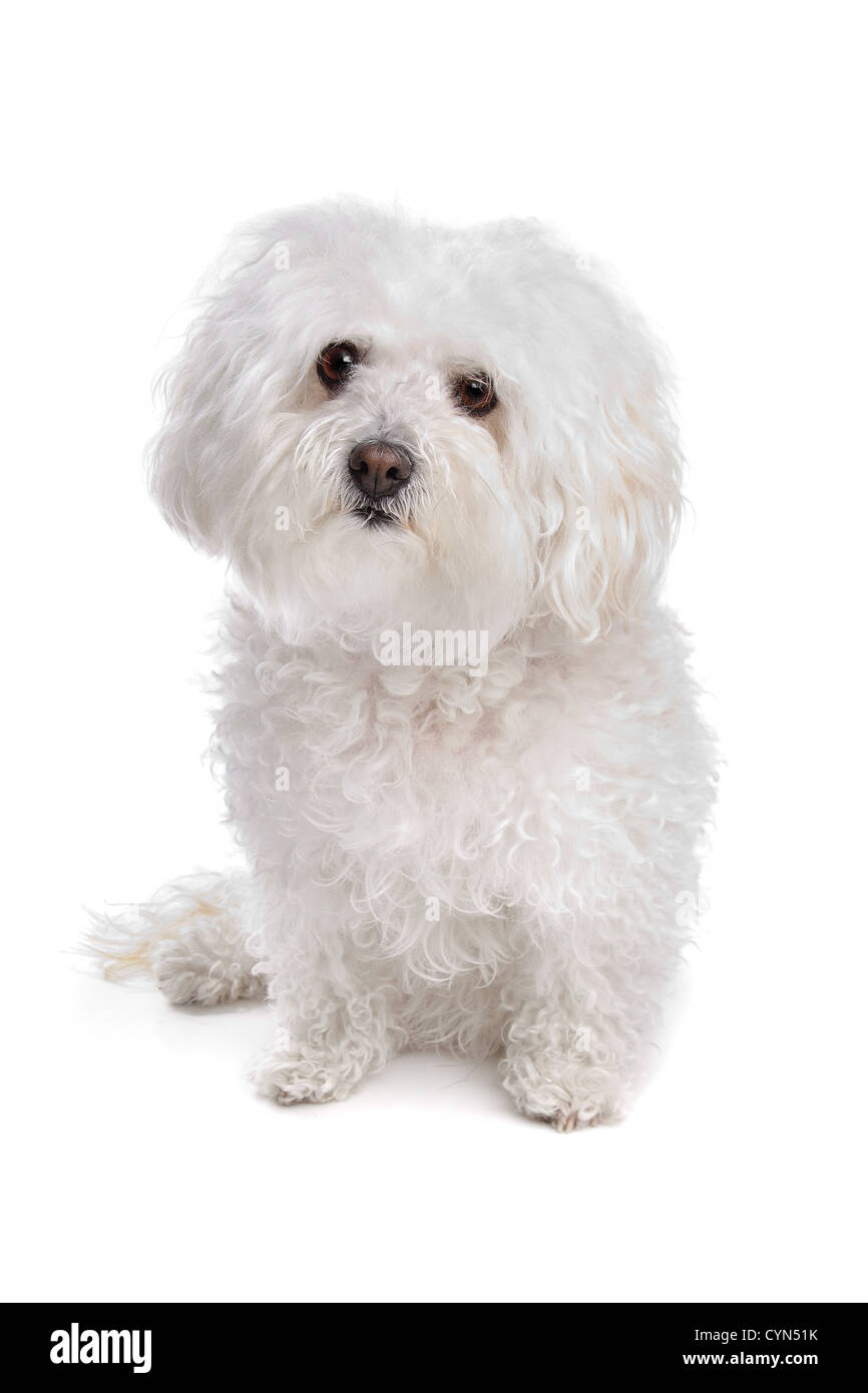 Does The Bolognese Bark