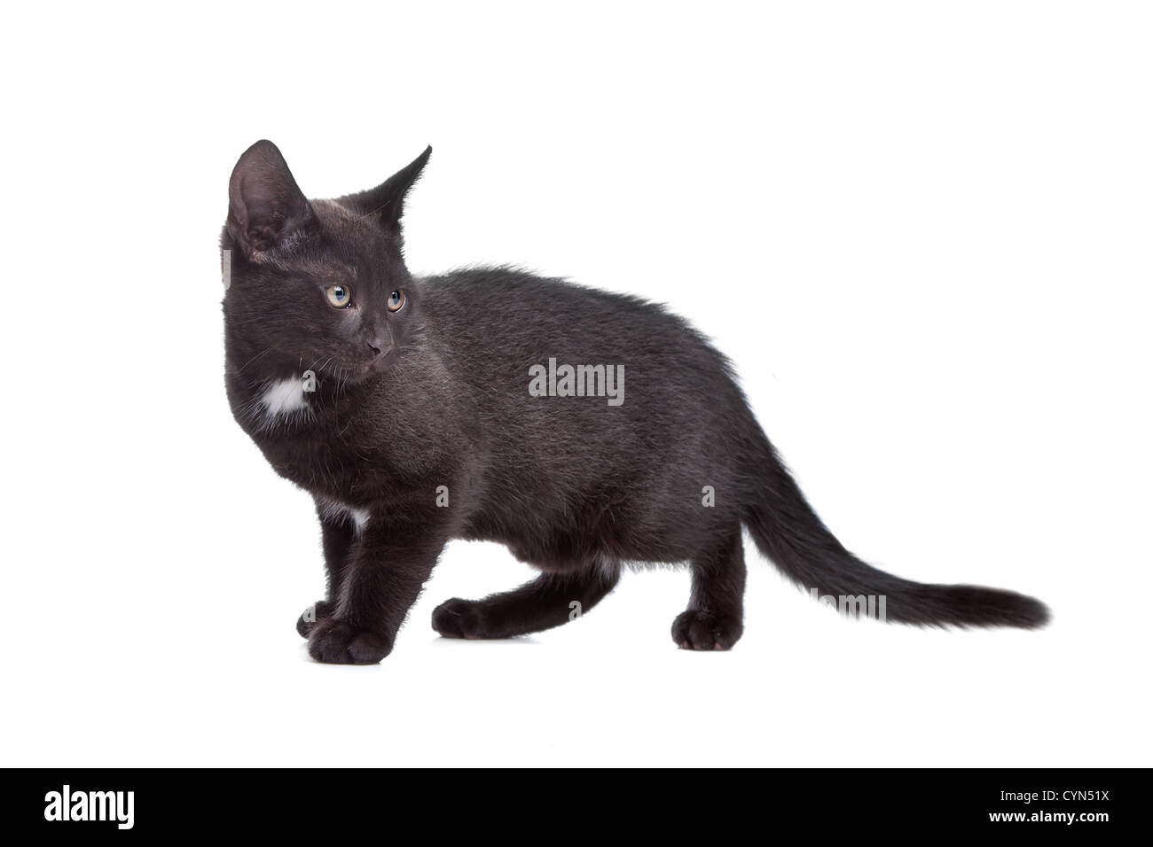 black kitten in front of a white background Stock Photo - Alamy