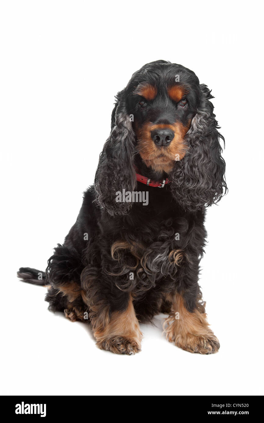 black and tan English cocker spaniel in front of a white background Stock Photo
