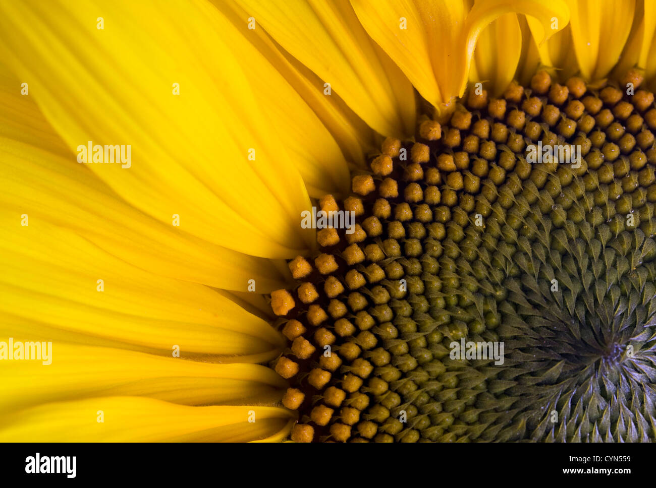 Close up of a Sunflower Heart Stock Photo