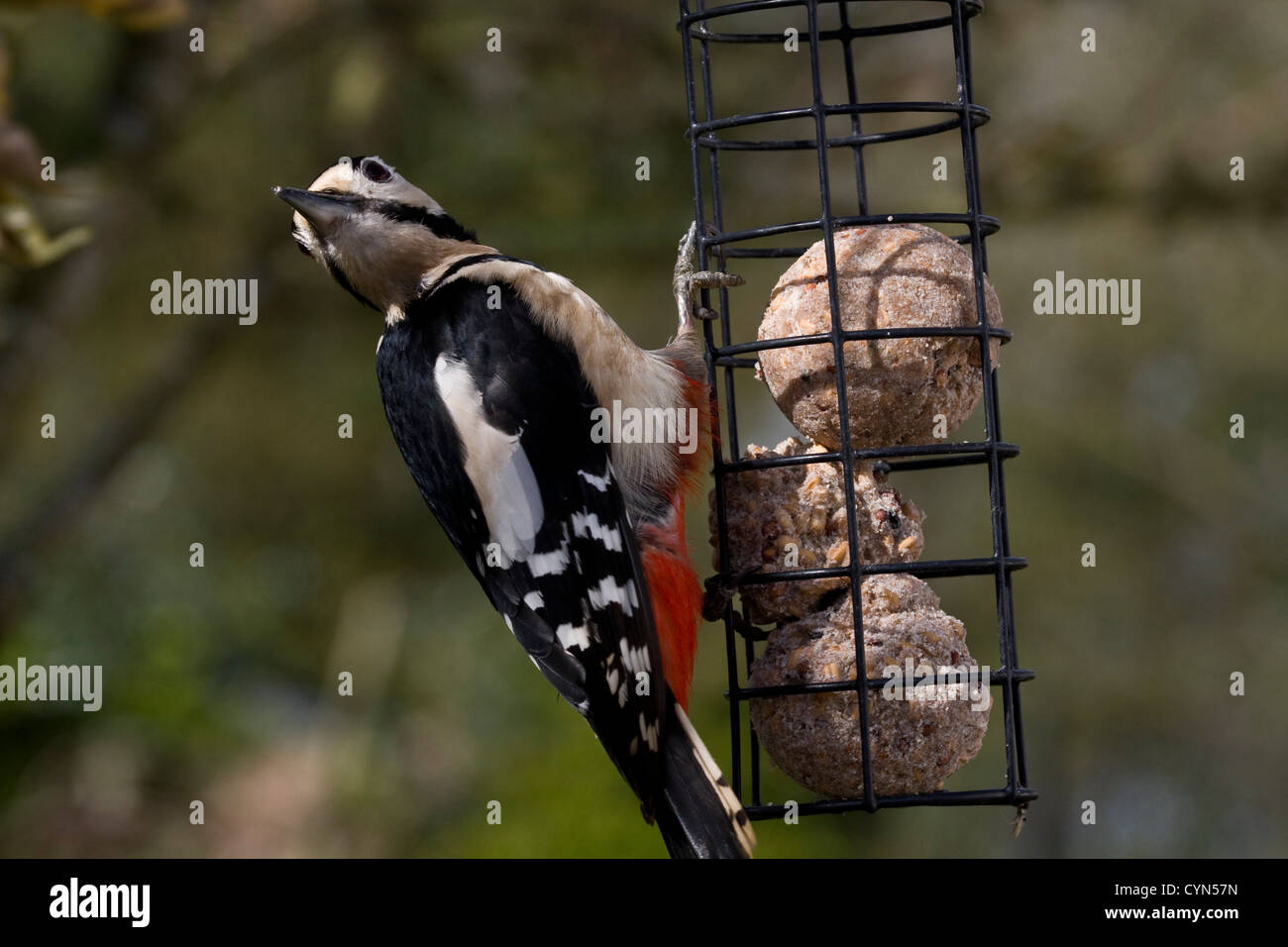 Great spotted woodpecker (Dendrocopos major) on a fat ball feeder Stock Photo