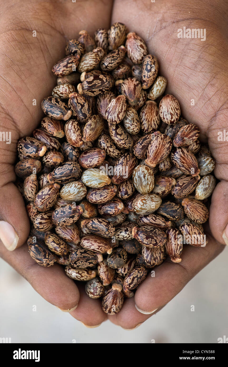 Ricinus communis. Indian mans hands holding Castor oil seeds Stock Photo