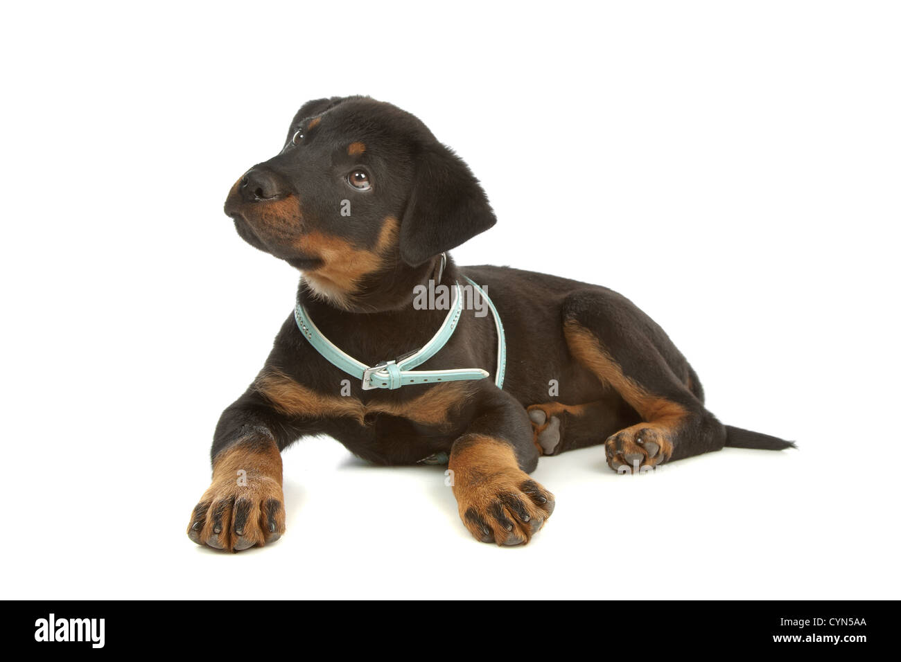 Rottweiler puppy in front of a white background Stock Photo - Alamy