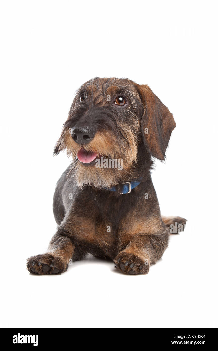 Wire-haired dachshund in front of a white background Stock Photo - Alamy