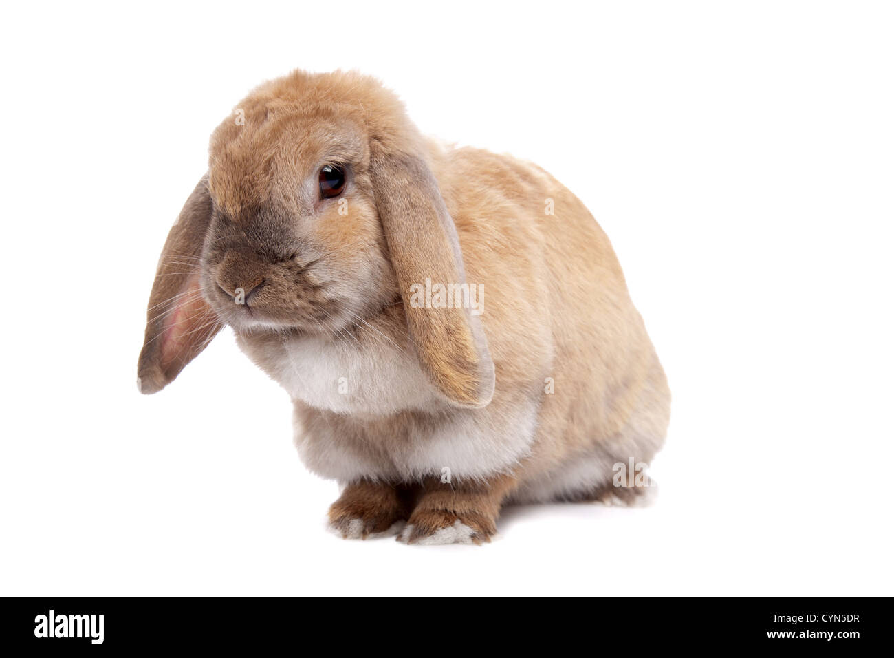Young brown rabbit in front of a white background Stock Photo