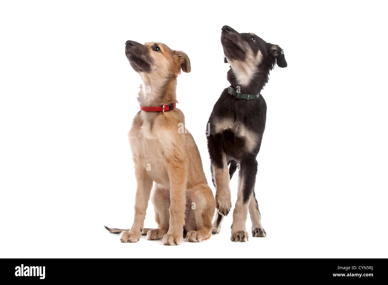 two whippet puppy dogs in front of a white background Stock Photo - Alamy