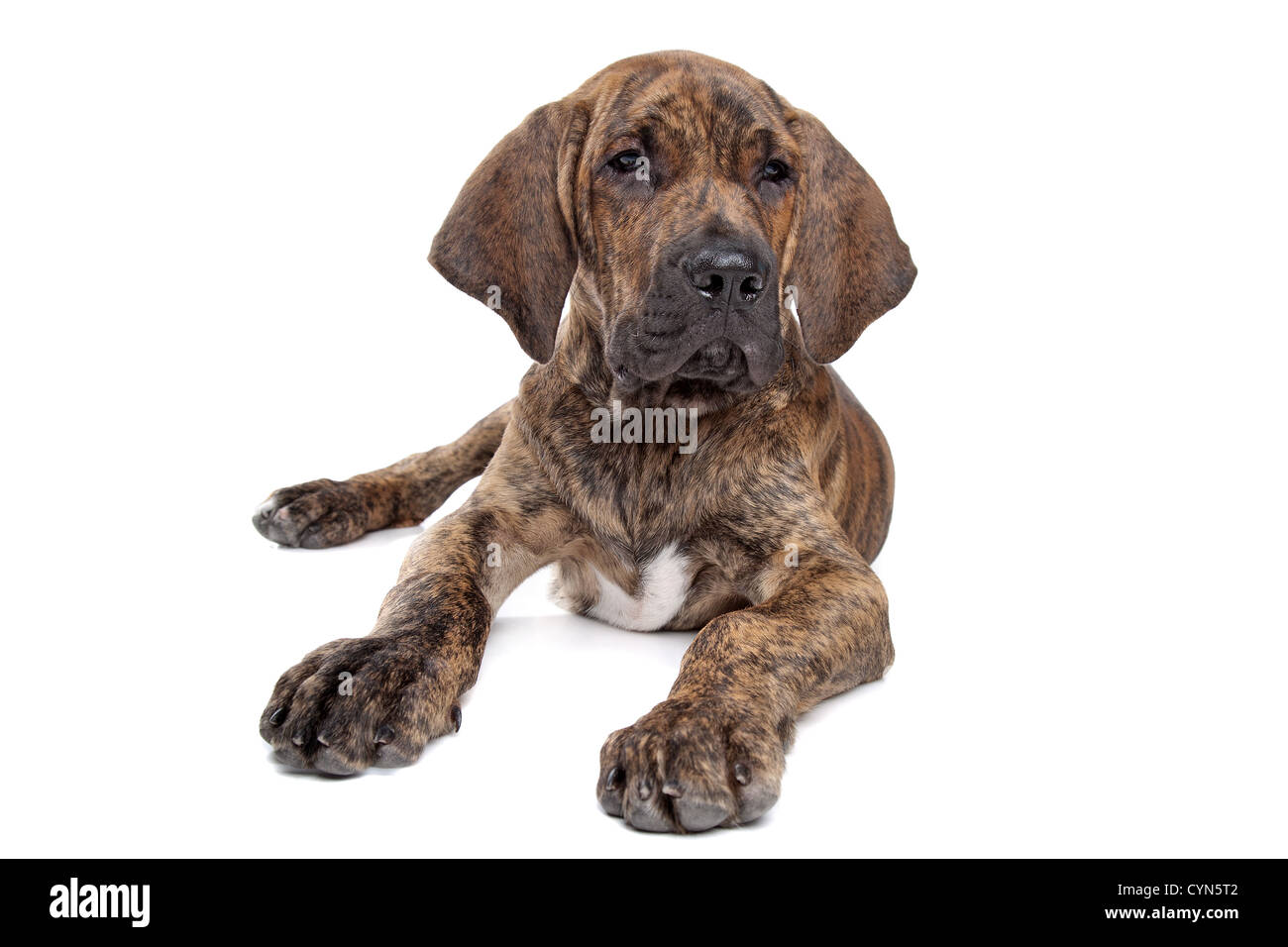 Brazilian Mastiff also known as Fila Brasileiro puppy in front of a white background Stock Photo