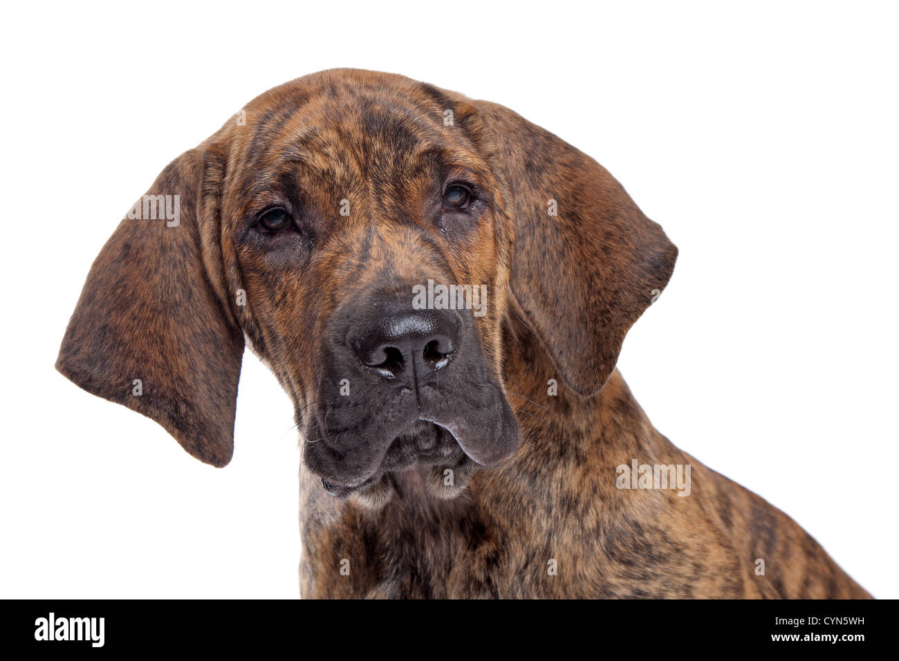 https://c8.alamy.com/comp/CYN5WH/brazilian-mastiff-also-known-as-fila-brasileiro-puppy-in-front-of-CYN5WH.jpg