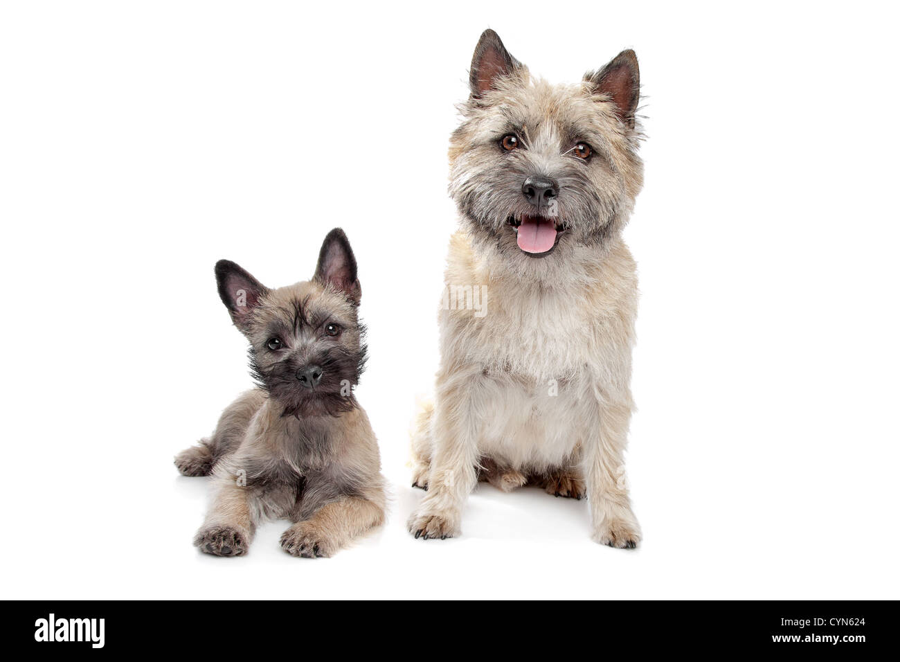 Puppy and adult cairn Terrier in front of a white background Stock Photo