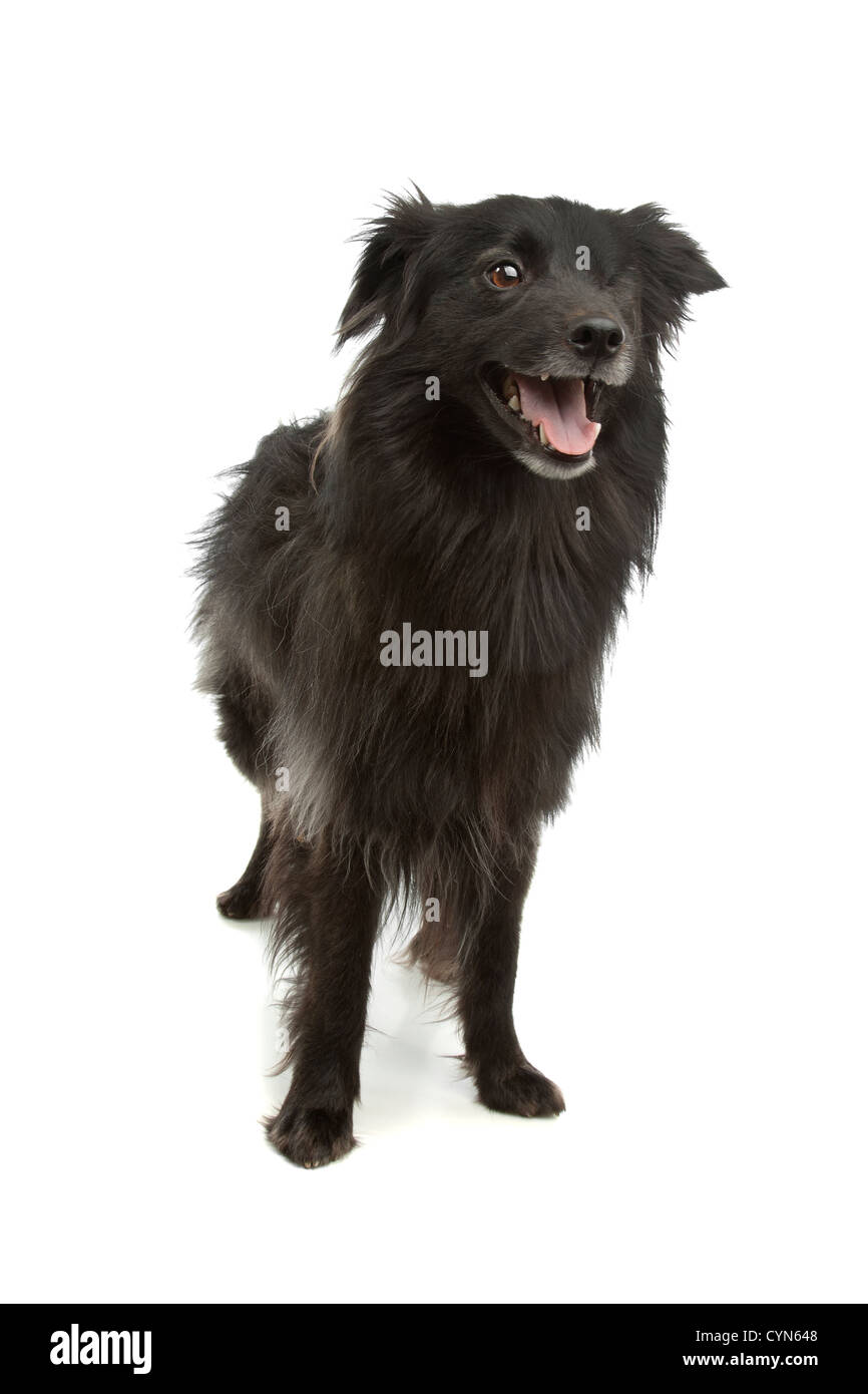 black Pyrenean Shepherd in front of a white background Stock Photo - Alamy