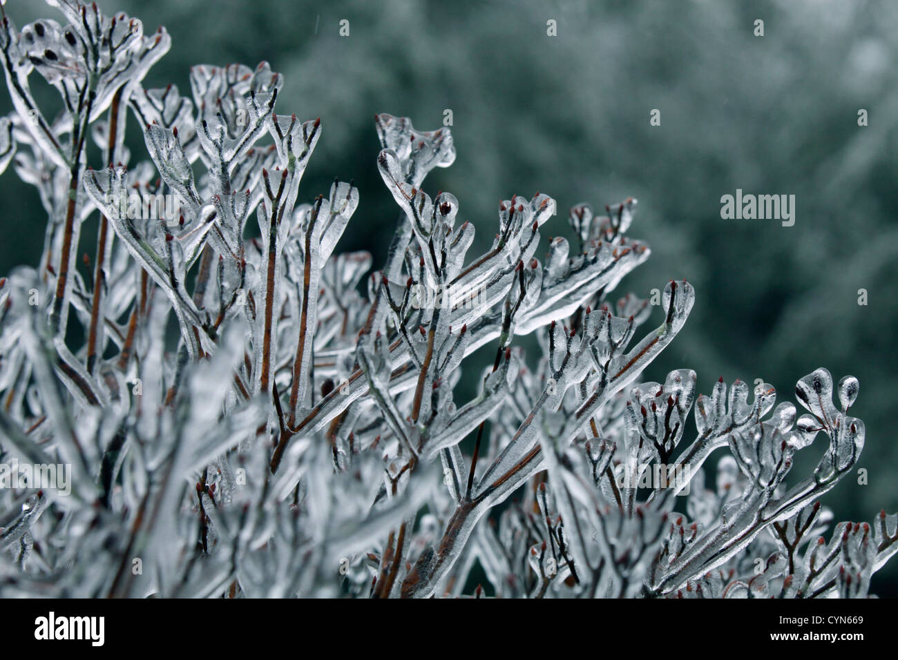 Glaze ice on a tree Yamanashi Japan Stock Photo - Alamy