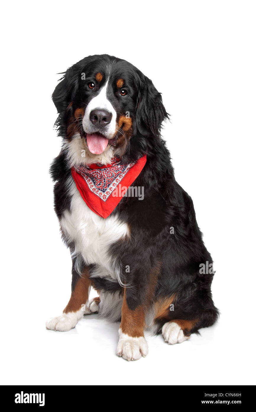 Bernese Mountain Dog in front of a white background Stock Photo - Alamy