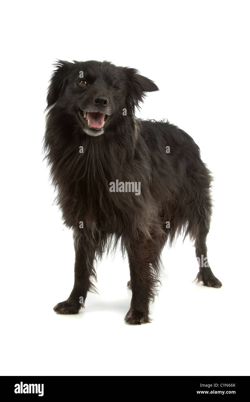 black Pyrenean Shepherd in front of a white background Stock Photo - Alamy
