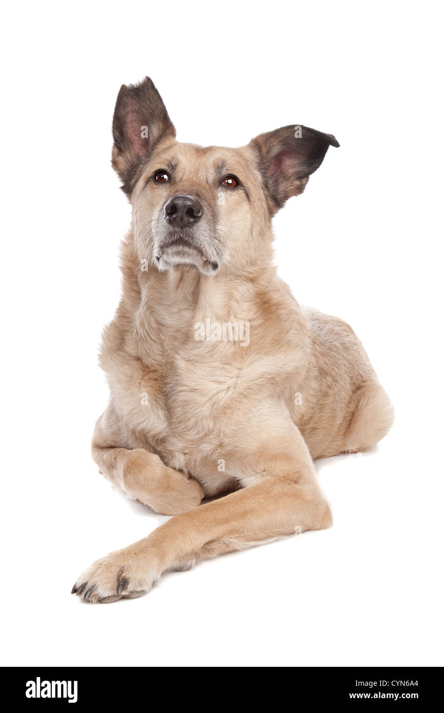 mixed breed dog in front of a white background Stock Photo Alamy