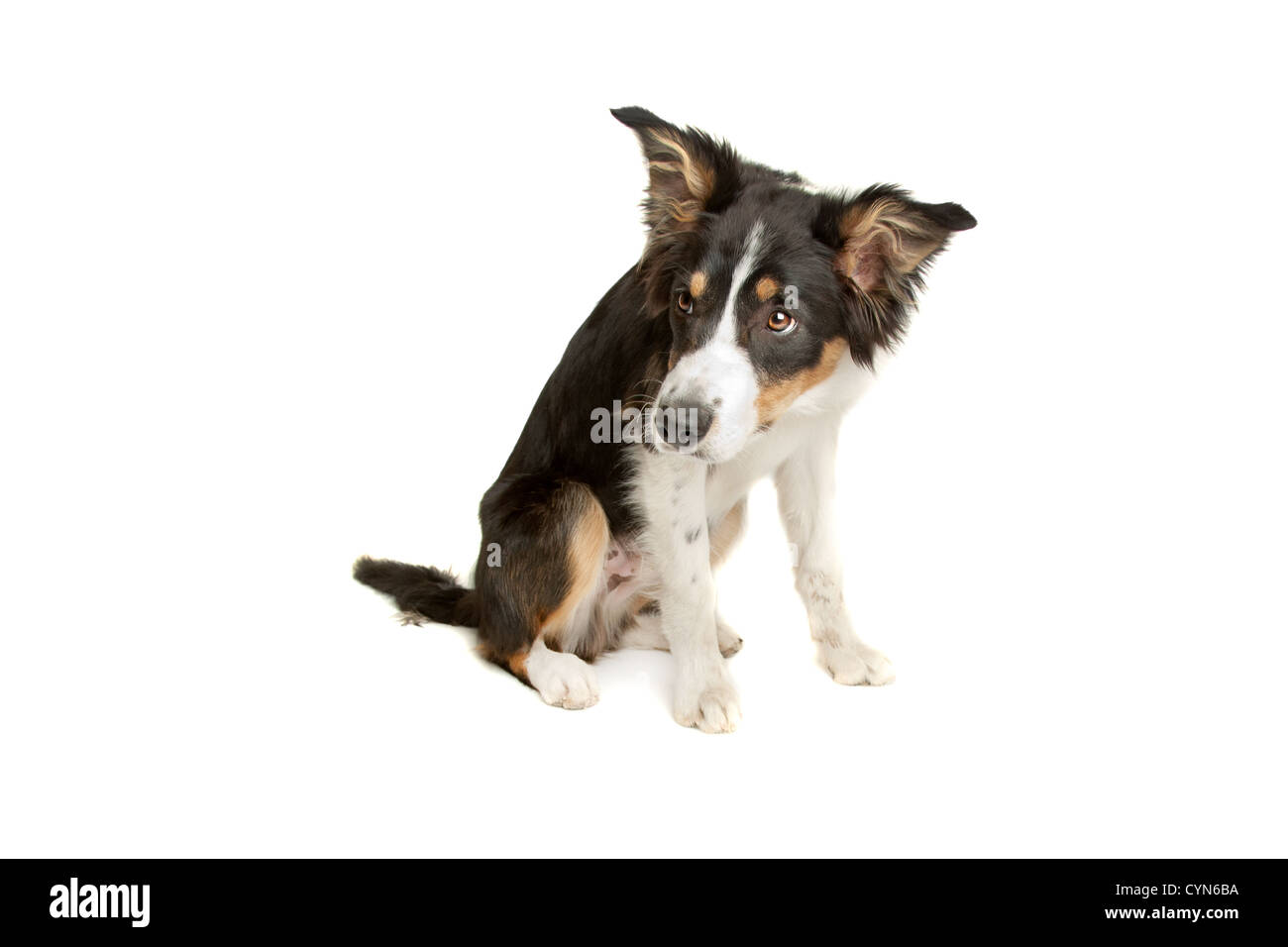 Black and white sheepdog hires stock photography and images Alamy
