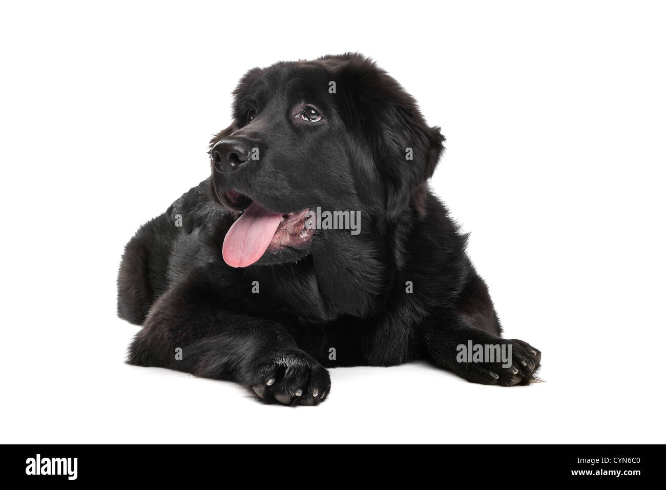 Black Tibetan Mastiff puppy in front of a white background Stock Photo ...