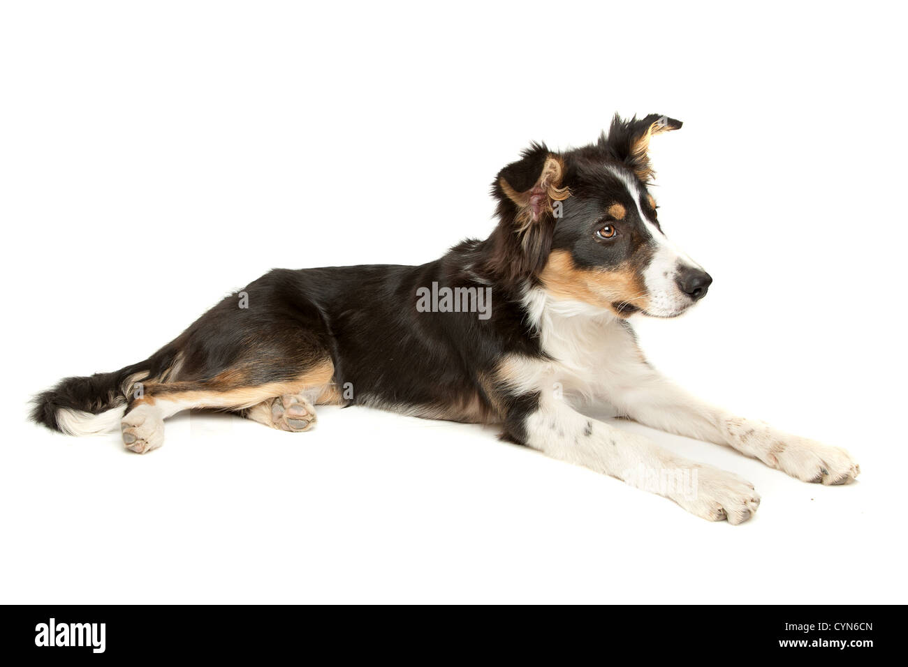 Black and white sheepdog hires stock photography and images Alamy