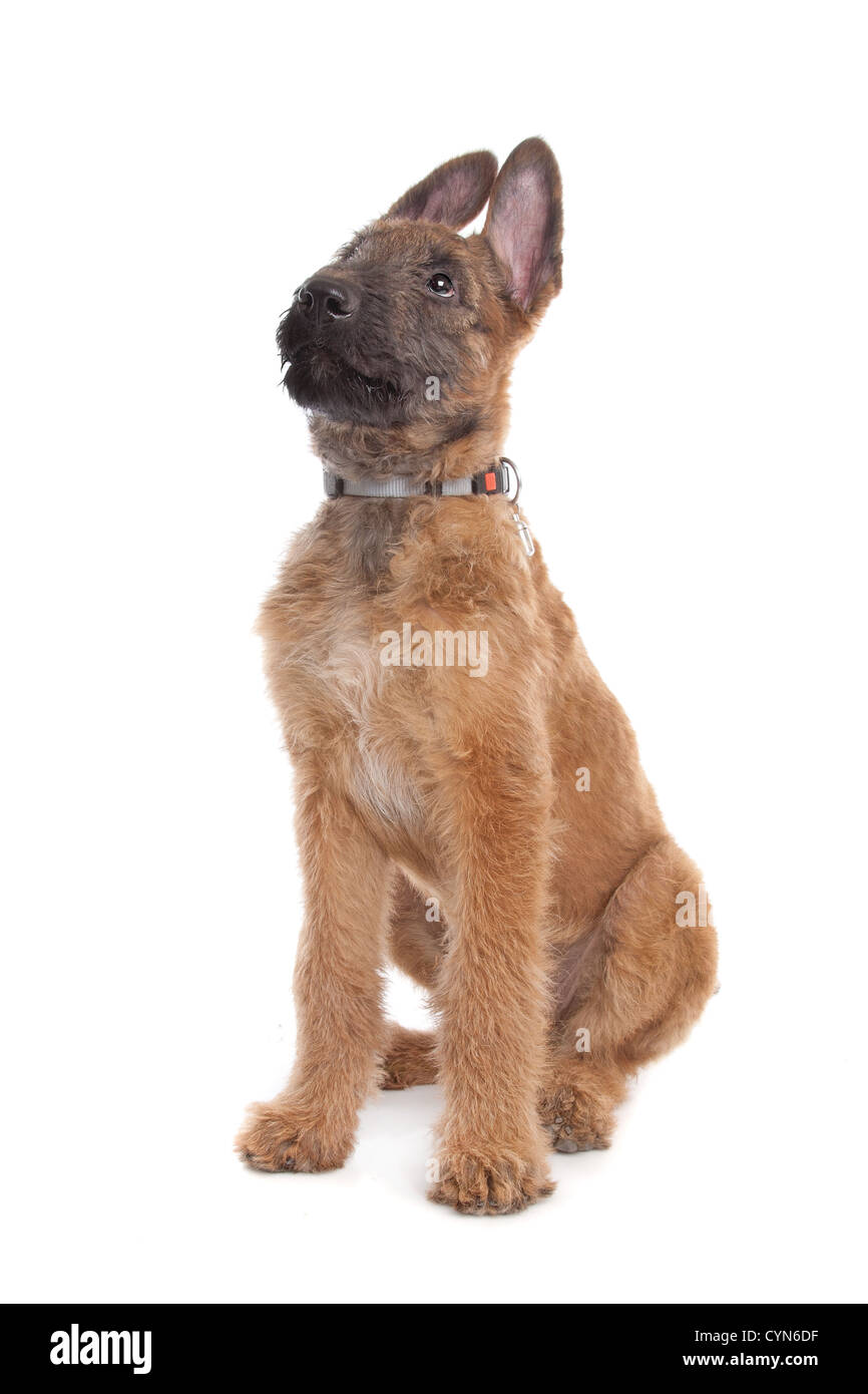 laekenois puppies for sale