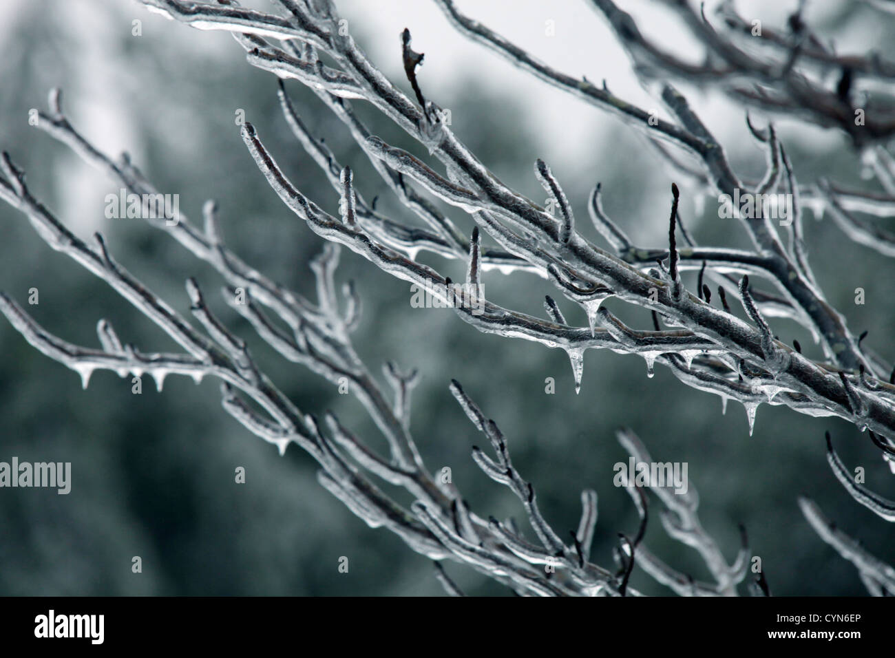 Freezing rain tree hi-res stock photography and images - Alamy