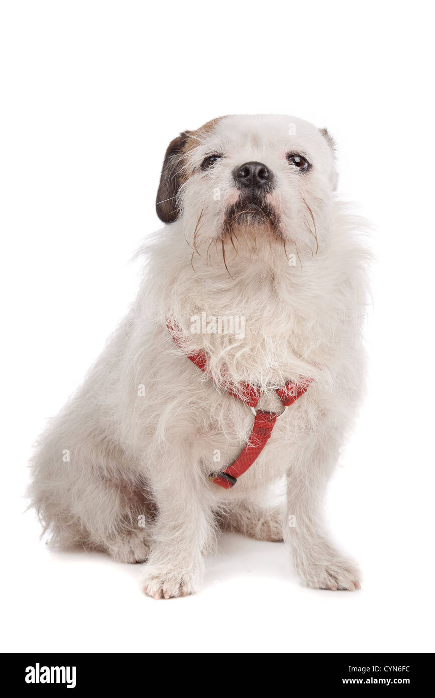 mixed breed dog in front of a white background Stock Photo - Alamy