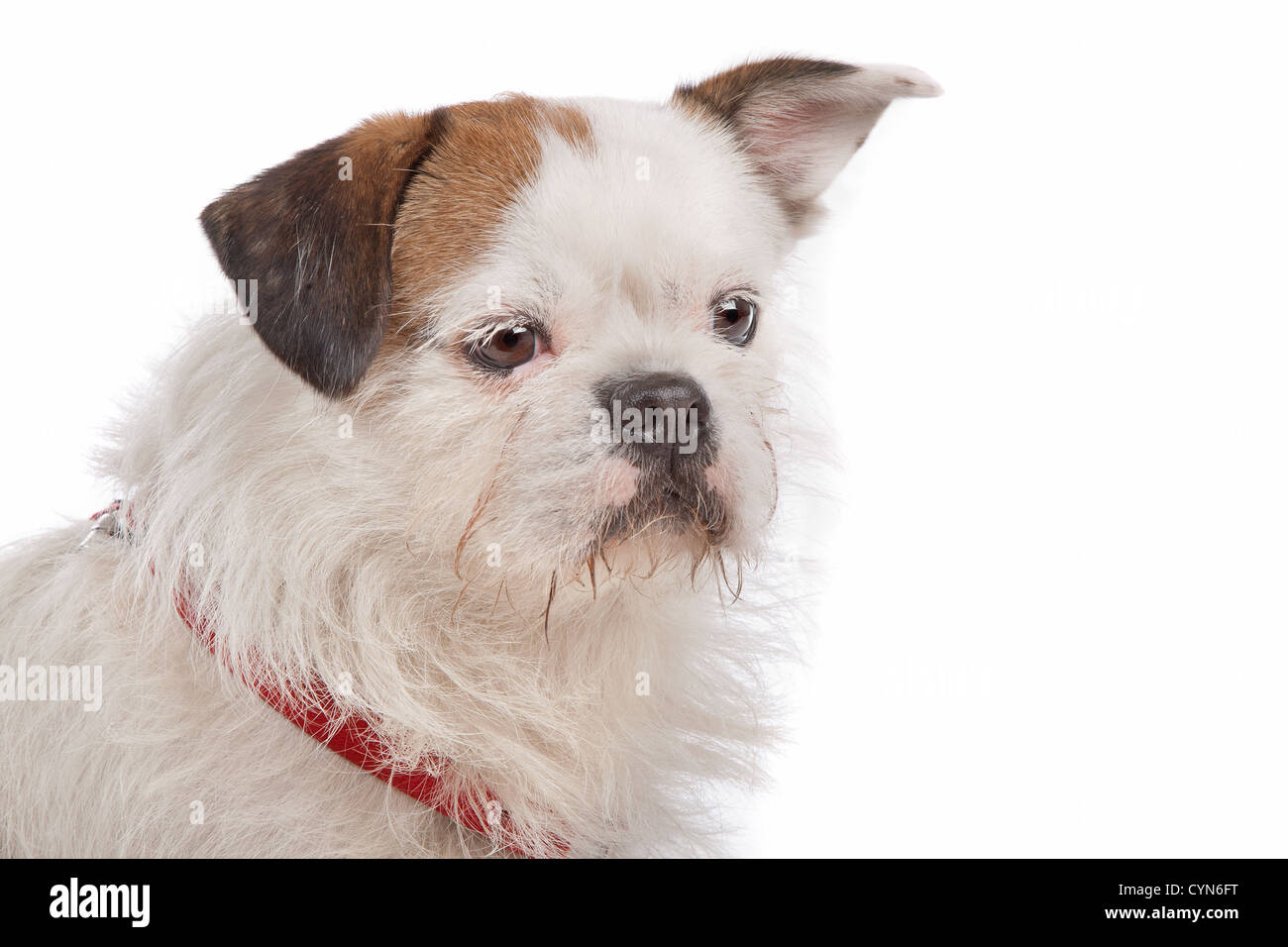 mixed breed dog in front of a white background Stock Photo - Alamy