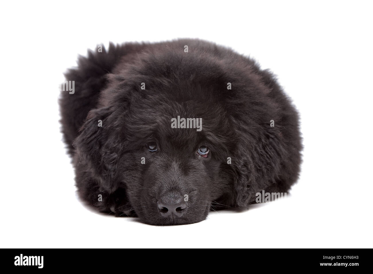 Black Newfoundland puppy in front of white background Stock Photo