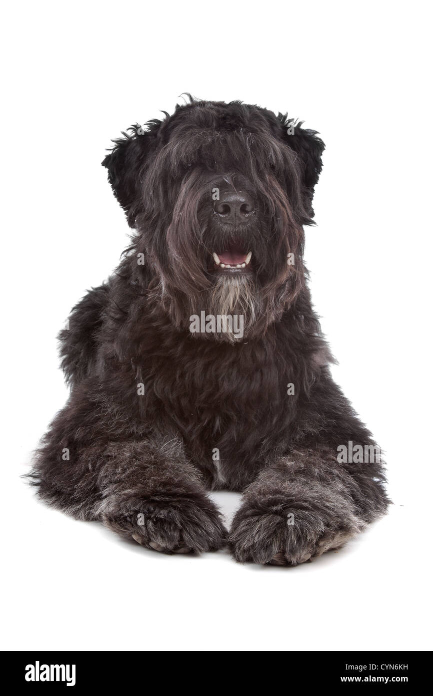 Bouvier des Flandres in front of a white background Stock Photo