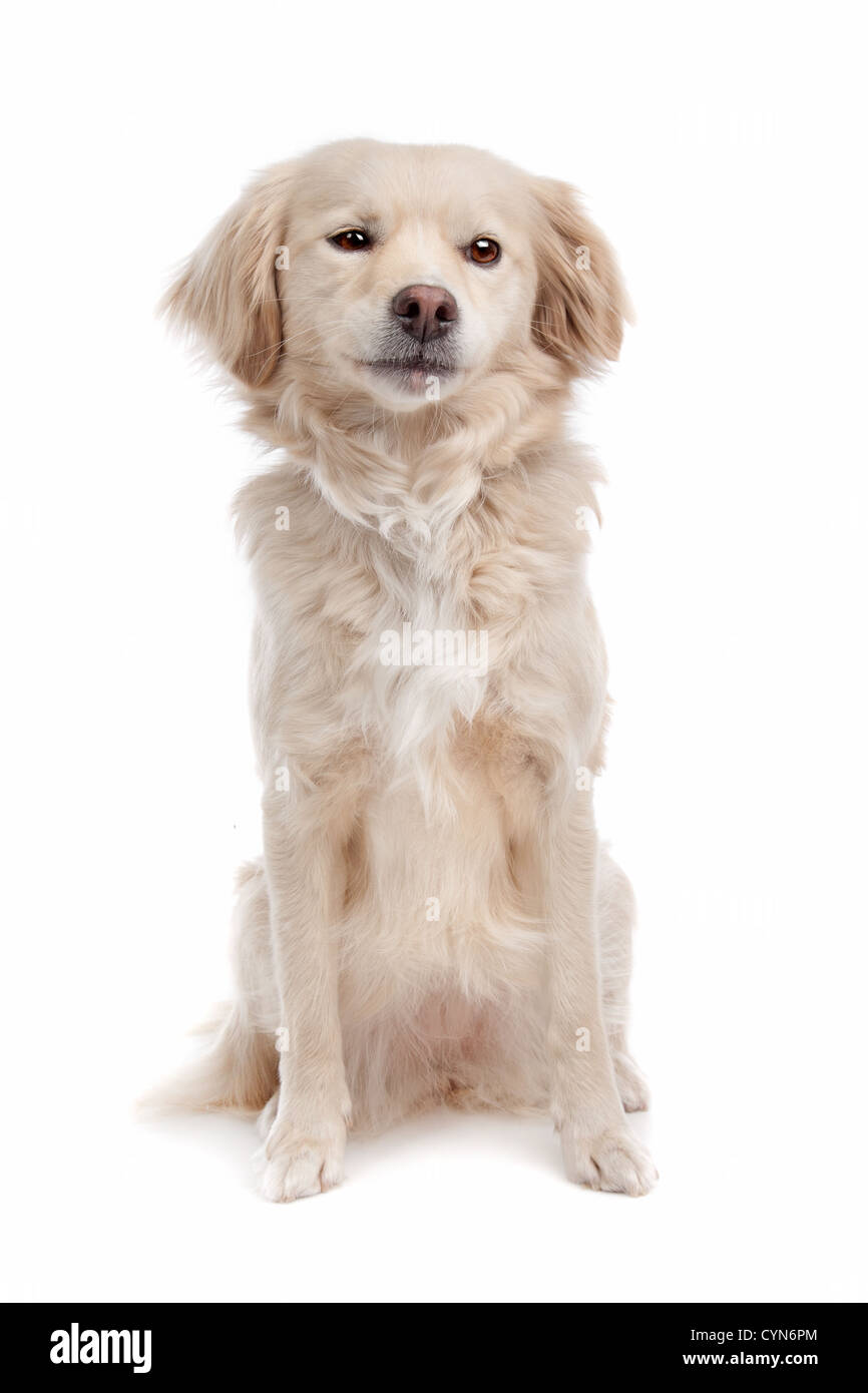 mixed breed dog in front of a white background Stock Photo - Alamy