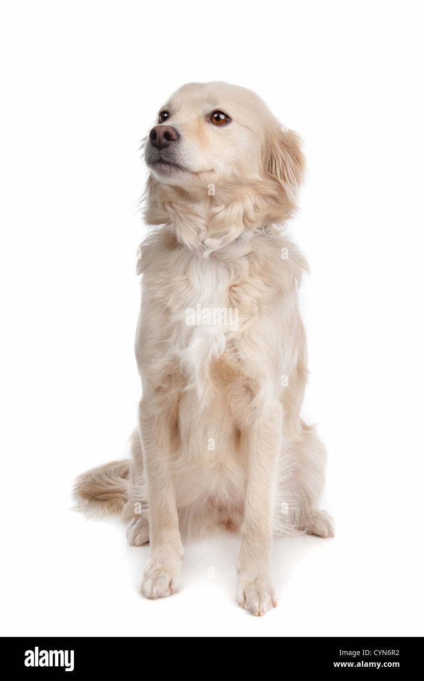 mixed breed dog in front of a white background Stock Photo - Alamy