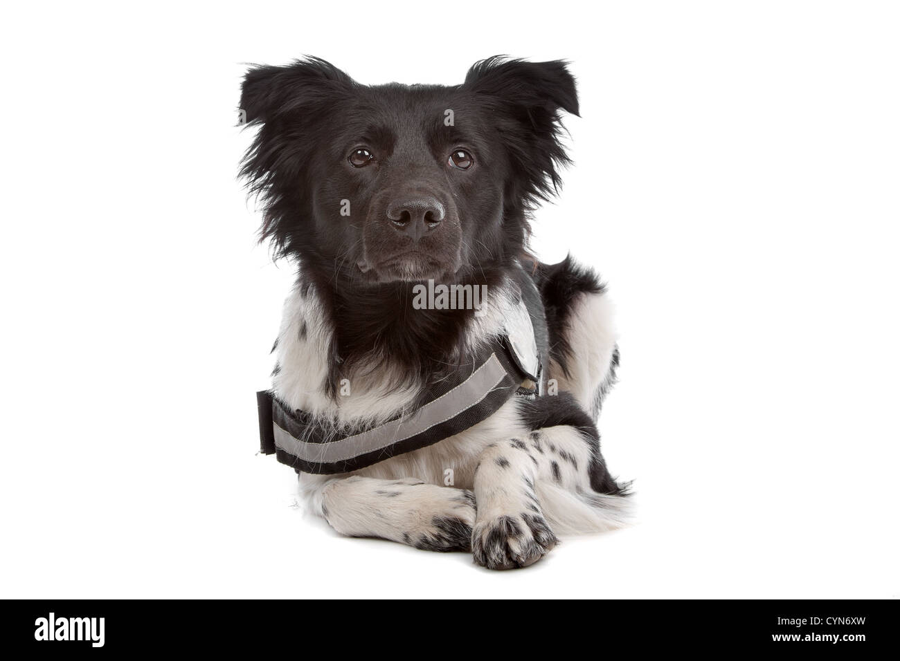 Stabyhoun in front of a white background Stock Photo - Alamy