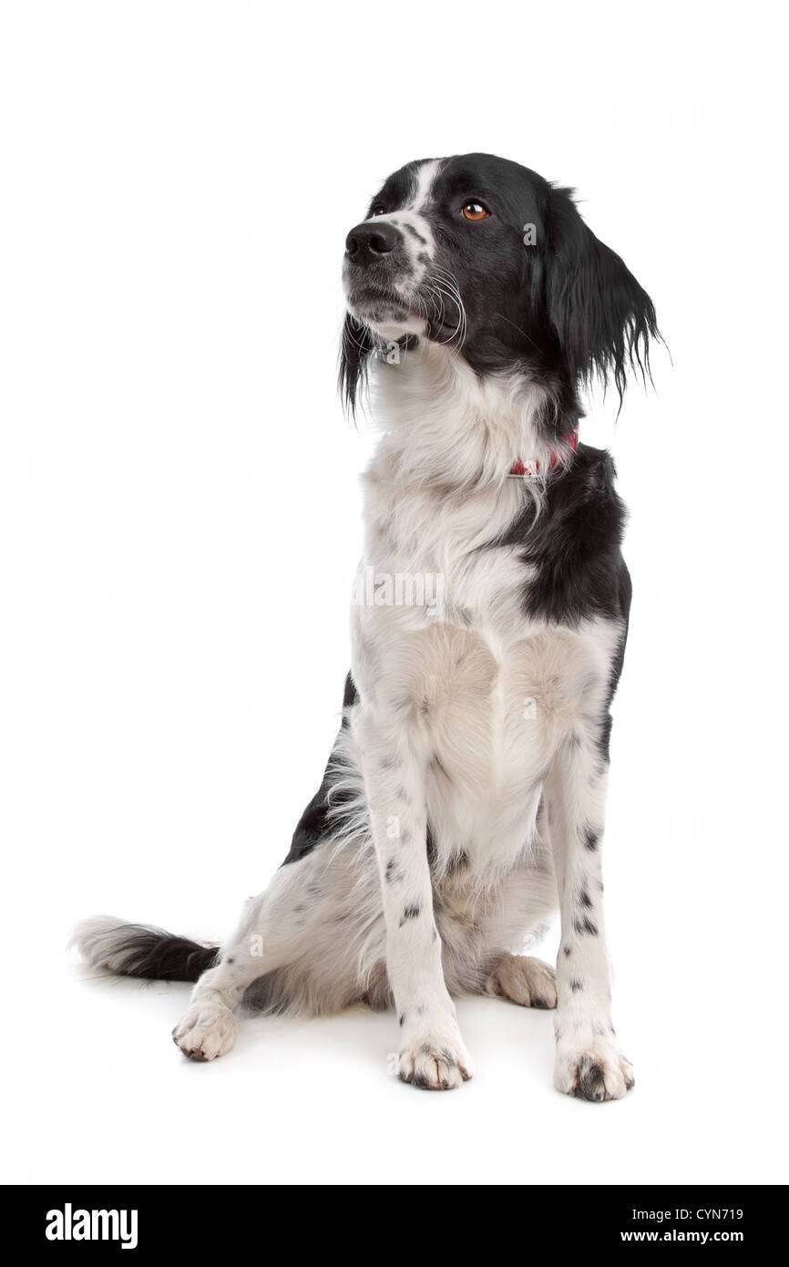 Stabyhoun in front of a white background Stock Photo - Alamy