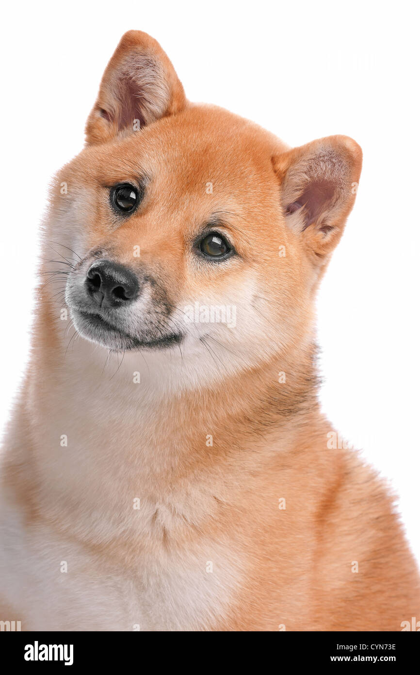 Japanese Shiba Inu dog Stock Photo - Alamy