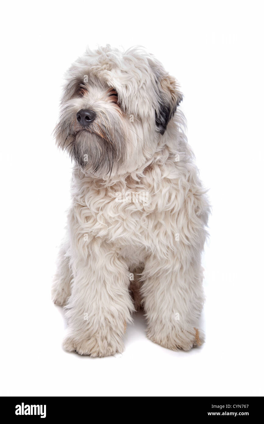 Petit chien lion hi res stock photography and images Alamy