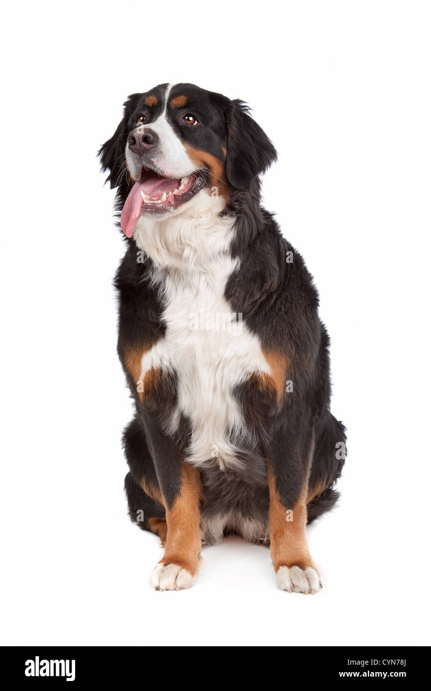 Bernese Mountain Dog in front of a white background Stock Photo - Alamy