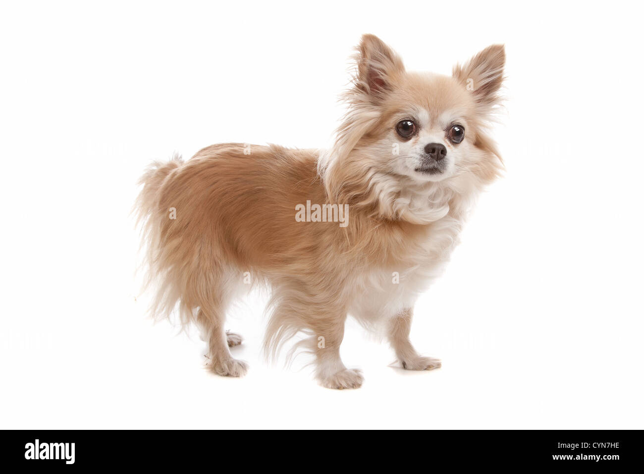 Long haired chihuahua dog in front of a white background Stock Photo