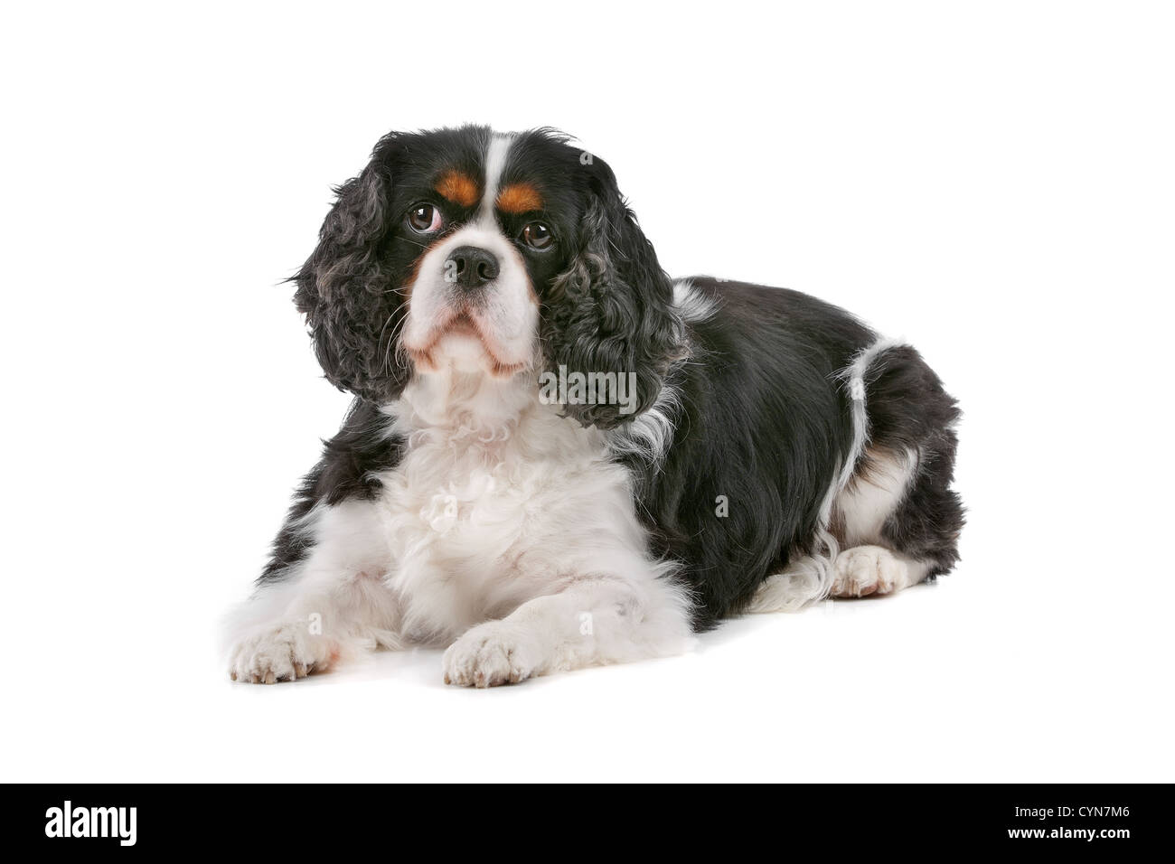Cute Cavalier King Charles Spaniel dog looking at camera, on a white ...