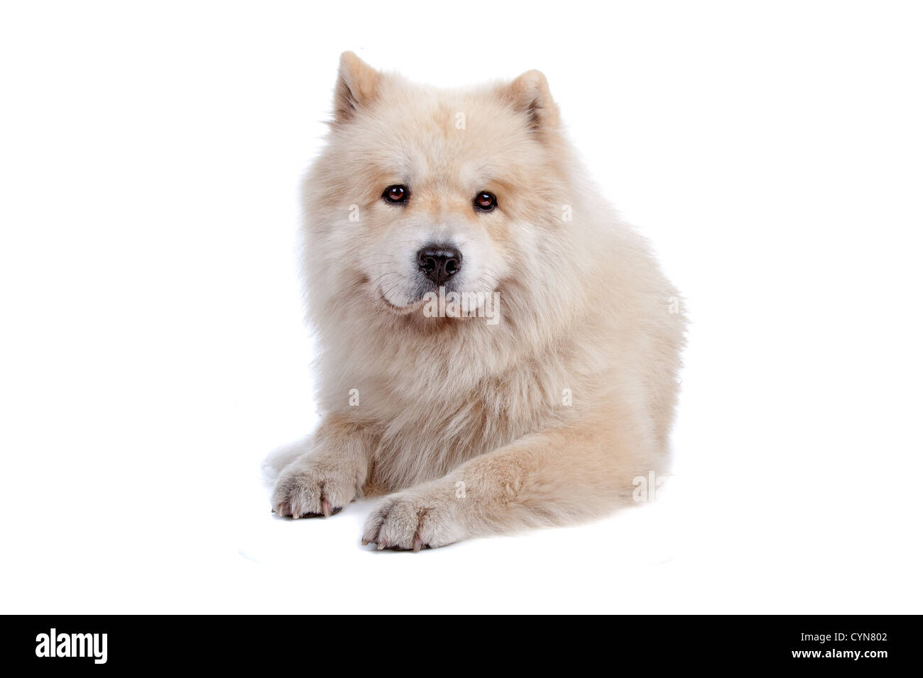 Cute mixed breed dog Chow-Chow and Samoyed lying and looking at camera, isolated on a white background Stock Photo