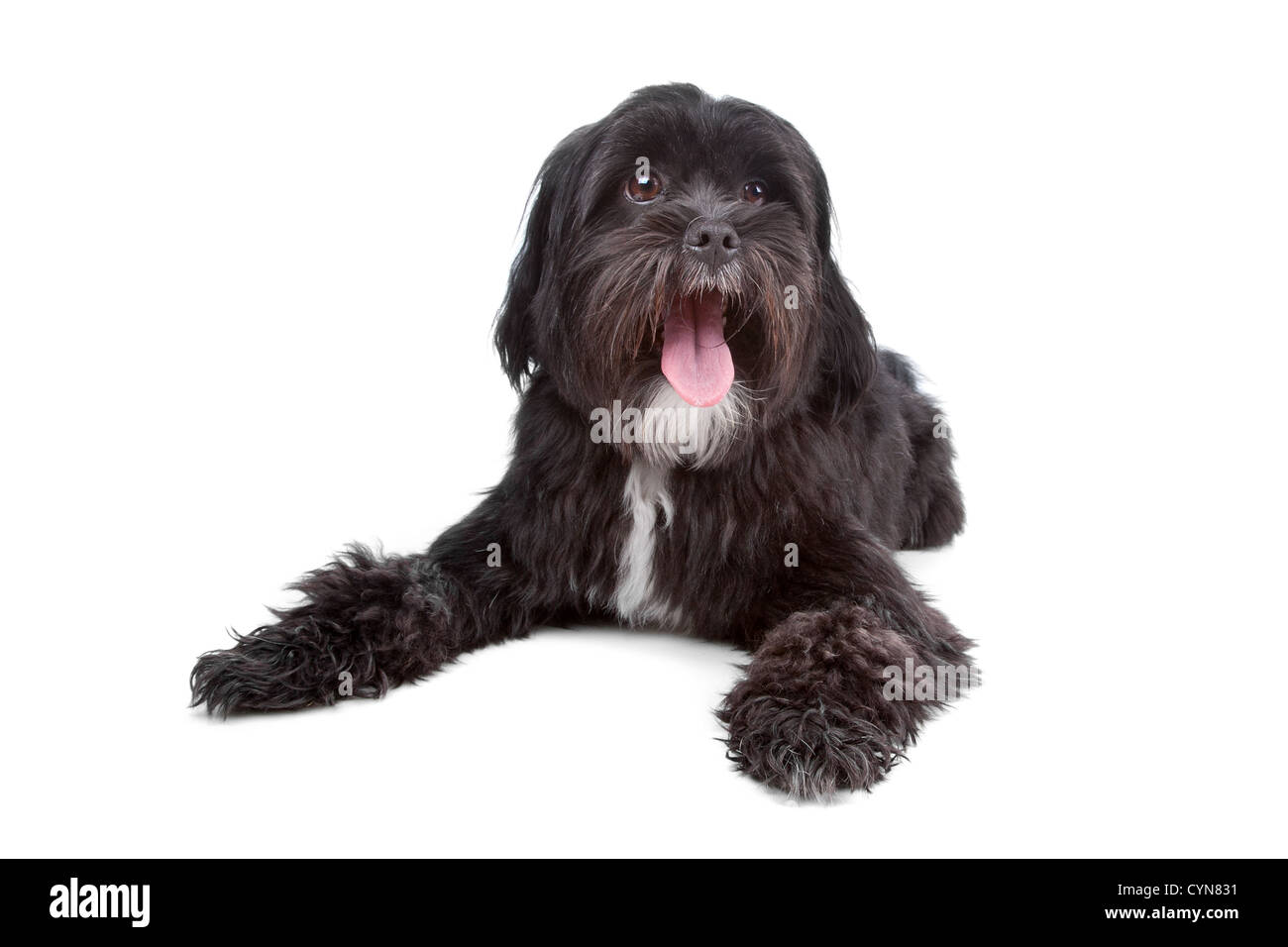 Mixed breed dog Tibetan Terrier and Shih Tzu lying, isolated on a white