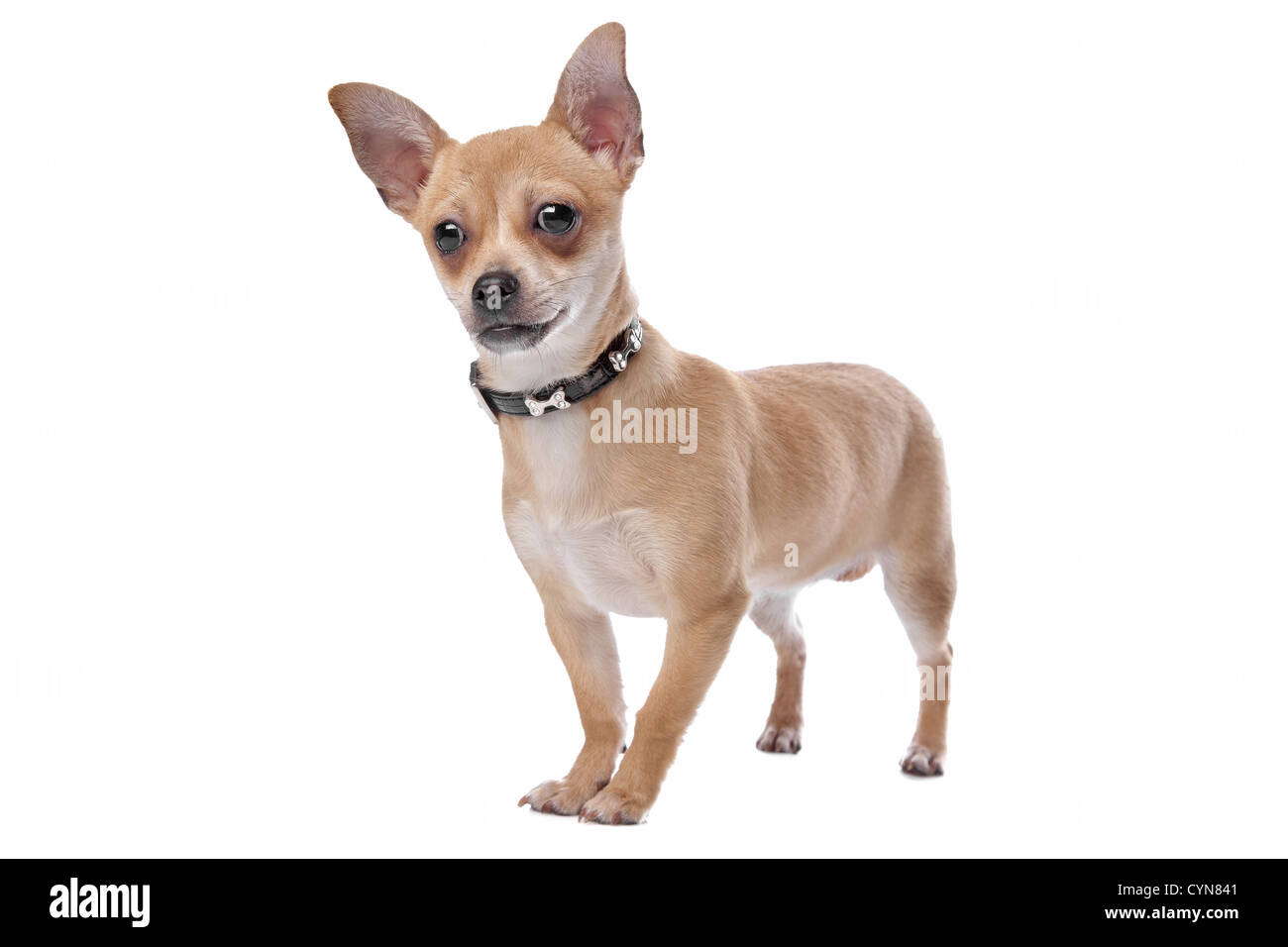 Short Haired Chihuahua Dog Stock Photos Short Haired Chihuahua