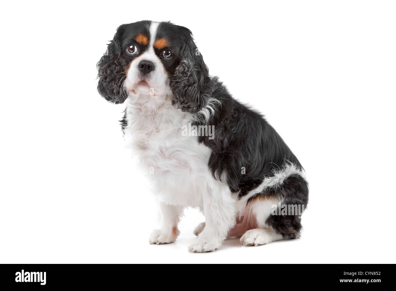 Cute Cavalier King Charles Spaniel dog sitting and looking at camera ...