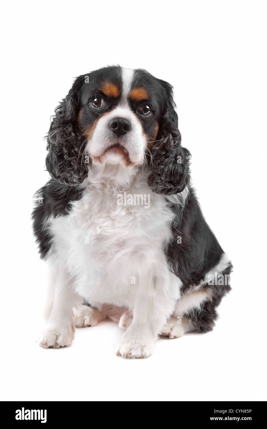 Front vie of cute Cavalier King Charles Spaniel dog sitting, on a white ...